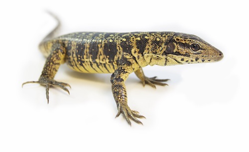 golden-tegu-for-sale (1)