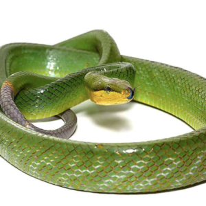 Red Tail Green Rat Snake for Sale