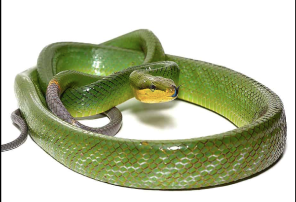 Red Tail Green Rat Snake for Sale