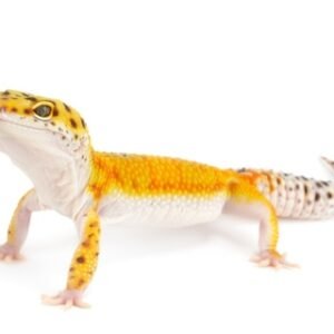 Tangerine Leopard Gecko for Sale