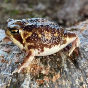 Rain Frog For Sale