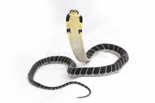 king cobra for sale