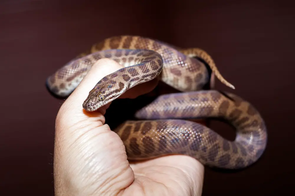 Childrens-Python-Care-Sheet