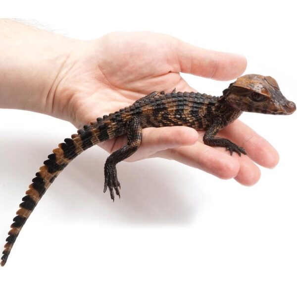 Cuvier's Dwarf Caiman for Sale