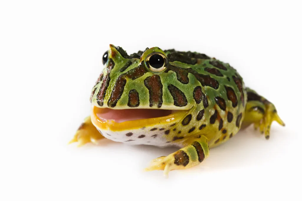 Pacman Frog Care Sheet