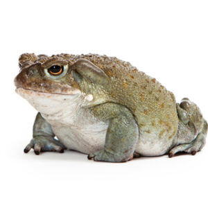 Colorado River Toad for Sale
